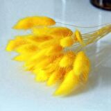 Kuru Çiçek Doğal SARI Pamuk Otu 10gram 1. Kalite Şoklanmış Bozulmaz