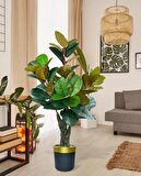 Yapay Ağaç Kauçuk Ağacı Metal Gold Kemerli Saksıda Ficus Elastica Salon Çiçeği 150*90 61 Yaprak