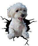 Maltese Araba Sticker Yapıştırması Model10 18CM