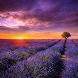 Lavanta Tohumu - Çok Yıllık Aromatik Parfüm ve Kozmetik Endüstrisi İçin İdeal