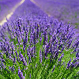 Lavanta Tohumu - Çok Yıllık Aromatik Parfüm ve Kozmetik Endüstrisi İçin İdeal