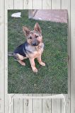 Kurt Köpeği Hayvan Posteri  
