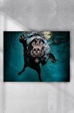 Yüzen Köpek Eğlenceli Mizahi Poster 