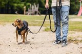 Köpek Göğüs Tasması, Neopren, Siyah, M, 41-46cm