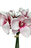 Yapay Çiçek Manolya Letex Eva Magnolia 33cm Pembe Koyu