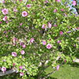 1-2 Yaş Arası Tüplü Ağaç Hatmi (Hibiscus syriacus) Fidanı - Renkli ve Gösterişli Çiçekler
