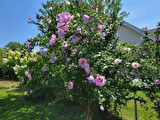 1-2 Yaş Arası Tüplü Ağaç Hatmi (Hibiscus syriacus) Fidanı - Renkli ve Gösterişli Çiçekler