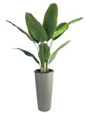 Yapay Starliçe Muz Ağacı Dore Kumsal Vazoda Muz Ağacı Yapay Starliçe 150cm 12 Yaprak