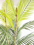 Yapay Çiçek Areka Ağacı Palmiye Ağacı Bambu Saplı Siyah Saksılı Salon Çiçeği 27 Yaprak 115 cm