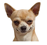 chihuahua Cinsi Köpek Sticker Yapıştırma 20 cm Model2