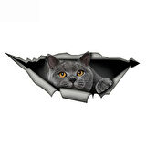 İngiliz Shorthair komik kedi araba Sticker gri