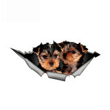 Yorkshire Terrier Cinsi Köpek araba Sticker çıkartması