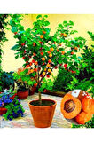 3 Adet Tohum Şekerpare Kayısı Bodur Bonsai Ağaç Tohumu Sürpriz Hediye Tohum