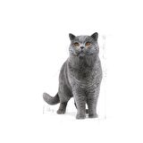 Royal Canin British Shorthair için Kuru Kedi Maması 10kg