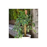 COCONUT BİTKİ ÇUBUĞU-110CM