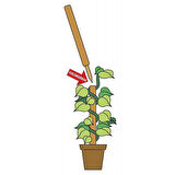 COCONUT BİTKİ ÇUBUĞU-110CM