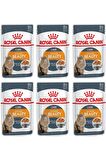 Royal Canin Intense Beauty Jel İçinde Yetişkin Kedi Konservesi 85gr 6 Adet