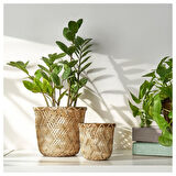 Bambu saksı, bambu, 9 cm