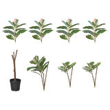 Yapay bitki, yeşil, 23 cm, kauçuk bitkisi, iç/dış mekan