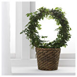 Rattan saksı, su sümbülü, 12 cm