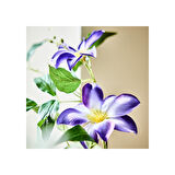 Yapay çiçek, mavi-siyah, 97 cm, clematis, iç-dış mekan