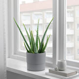 Plastik saksı, gri, 15 cm