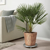 Rattan saksı, su sümbülü, 24 cm
