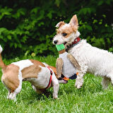Sesli Ördek Şekilli Peluş Köpek Oyuncağı