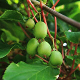 Mini Kivi (Actinidia arguta) Fidanı - Lezzetli ve Kolay Yetiştirilen Meyve, 1-2 Yaş Arası Tüplü