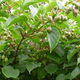 Mini Kivi (Actinidia arguta) Fidanı - Lezzetli ve Kolay Yetiştirilen Meyve, 1-2 Yaş Arası Tüplü