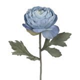 Ranunculus Dal (Blue)