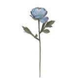 Ranunculus Dal (Blue)