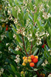 3 Adet Kocayemiş (Arbutus unedo) Fidanı - Meyve Veren ve Dayanıklı Bitki, 1-2 Yaş Arası Tüplü