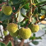 3 Adet Kocayemiş (Arbutus unedo) Fidanı - Meyve Veren ve Dayanıklı Bitki, 1-2 Yaş Arası Tüplü