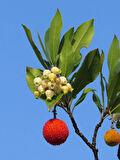 3 Adet Kocayemiş (Arbutus unedo) Fidanı - Meyve Veren ve Dayanıklı Bitki, 1-2 Yaş Arası Tüplü