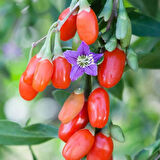 Goji Berry Fidanı 3'lü Paket (Lycium barbarum) - Sağlıklı Meyve Çalı