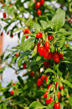 Goji Berry Fidanı 3'lü Paket (Lycium barbarum) - Sağlıklı Meyve Çalı