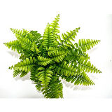 Aşk Merdiveni Nephrolepsis Exaltata 10-20 cm