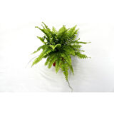 Aşk Merdiveni Nephrolepsis Exaltata 10-20 cm