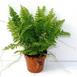 Aşk Merdiveni Nephrolepsis Exaltata 10-20 cm