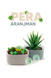 Omnipazar KRS-247 Pera Dekoratif Aranjman Kaktus Sukulent Saksı 1 Litre No 1