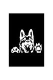 Camdan Bakan Kurt Köpeği Tasarım Sticker (Oto-Motor-Laptop-Duvar-Dekor) 20 x 18 cm
