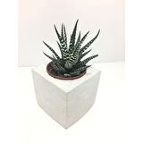 Küp Beton Saksı ve Canlı Sukulent - YE1604