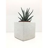 Küp Beton Saksı ve Canlı Sukulent - YE1604