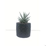 Oval Desenli Beton Saksı ve Canlı Sukulent - YE1602