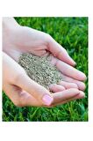 Çim Tohumu İthal 6'li Karışım Seed 6-m Mix 1 kg