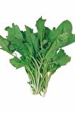 Tere Tohumu 10 Gr