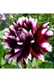 2 Adet Ithal Yıldız Çiçeği Soğanı (dahlia)