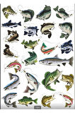 Balık ve Balıkçılık Sticker Set 3