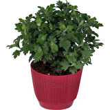 Saksıda Bordo Kasımpatı Çiçeği (chrysanthemum) 10-20 cm